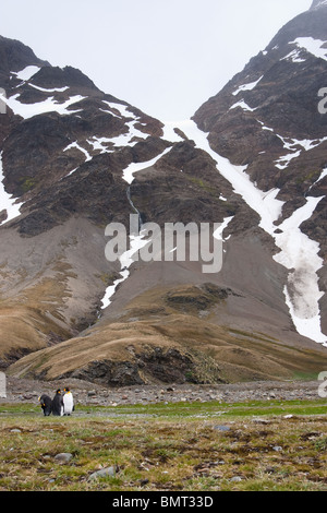 A trio of king penguins (Aptenodytes patagonicus) at the base of a mountain on South Georgia Stock Photo