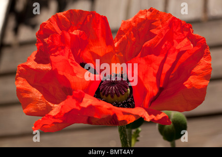 Oriental Poppy (Papaver orientale) Stock Photo