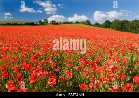 Spectacular display of Wild Poppies at a English Nature Reserve Stock Photo