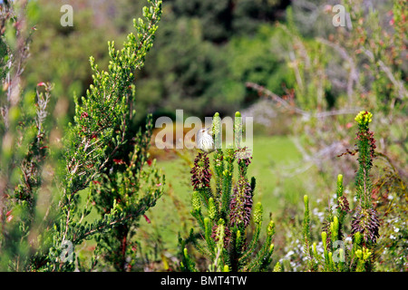 Spotted Prinia (Prinia maculosa) sitting on erica plant in Kirstenbosch National Botanical Gardens in Cape Town, South Africa. Stock Photo