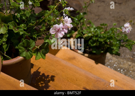 Pale pink pelargoniums in pots on wooden steps in Andalucia, Spain Stock Photo