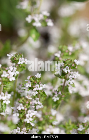 Common Thyme, Thymus vulgaris, in flower in early Summer Stock Photo