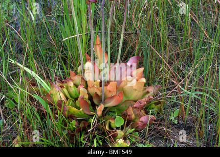 Carnivorous Northern Pitcher Plant Sarracenia purpurea E North America Stock Photo