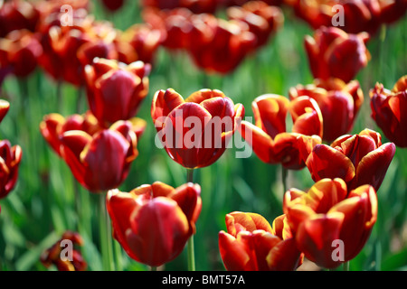 Glorious spring display of Tulipa 'Abu Hassan' Stock Photo