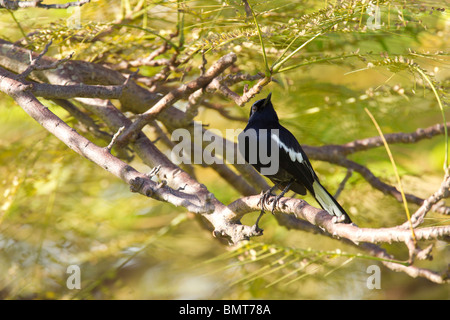 Oriental Magpie Robin Copsychus saularis perched in tree, Sabah, Borneo, Malaysia. Stock Photo