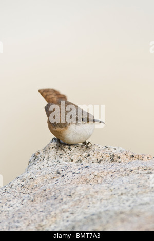 Canyon Wren - vertical Stock Photo