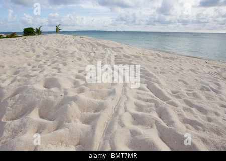 Green Sea Turtle Chelonia mydas tracks in white sand on beach on Pilau Selingan Island, Turtle Island, Sabah, Borneo, Malaysia. Stock Photo