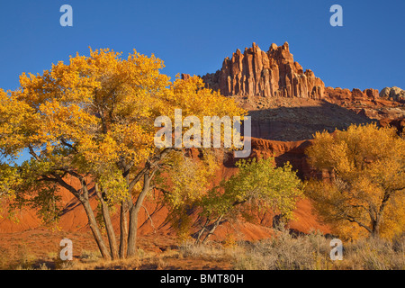Cottonwood tree with golden autumn color and The Castle rising in background at Capitol Reef National Park, Utah, USA