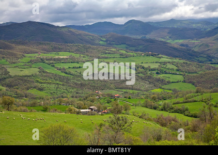 Sheep graze on green pasture west of Pieve Santo Sfefano, in the Central Apennines, Tuscany, Italy Stock Photo