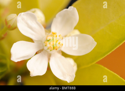 Choisya ternata. Common name Mexican orange blossom. 'Sundance' cultivar. Stock Photo