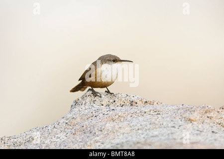 Canyon Wren Stock Photo