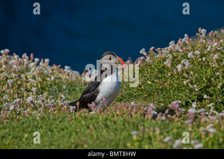 Puffin on Skomer island Pembrokeshire, Wales surrounded by sea campion flowers Stock Photo