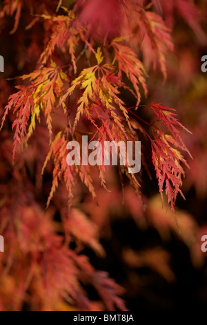 Beautiful flame like leaves of Acer Palmatum Seiryu in Autumn colour Stock Photo