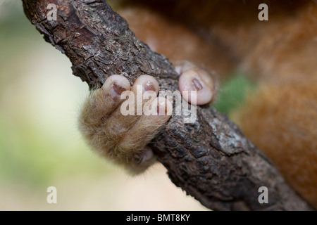 Male Bornean Slow Loris Nycticebus menagensis resting on branch, Borneo, Sabah, Malaysia. Stock Photo