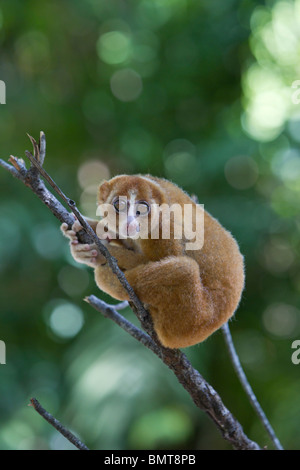 Male Bornean Slow Loris Nycticebus menagensis resting on branch, Borneo, Sabah, Malaysia. Stock Photo