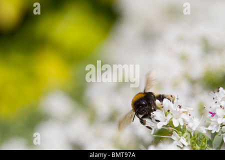 Buff tailed Bumble Bee Bombus terrestris nectaring on a Hebe bush, Great Malvern, Worcestershire, UK.