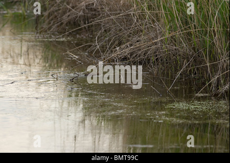 Rare sighting of water vole (Arvicola amphibius) at RSPB site at Rainham Marshes, Essex. UK. Stock Photo