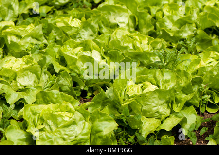 Lettuces 'Unrivaled' in a kitchen garden vegetable bed at Painswick Rococo Garden in The Cotswolds Stock Photo