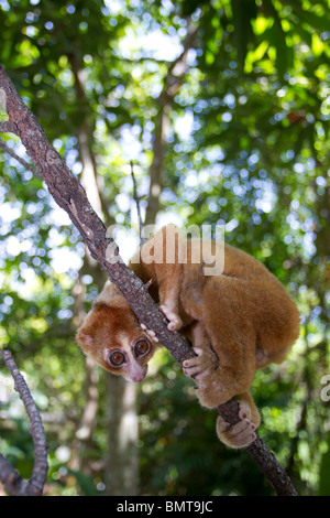 Male Bornean Slow Loris Nycticebus menagensis resting on branch, Borneo, Sabah, Malaysia. Stock Photo