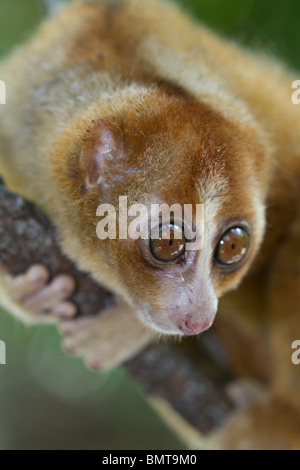 Male Bornean Slow Loris Nycticebus menagensis resting on branch, Borneo, Sabah, Malaysia. Stock Photo