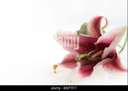 red tiger lily isolated on white background Stock Photo