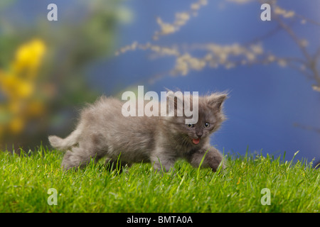 Siberian Forest Cat, kitten, 7 weeks, blue-silver / Siberian Cat, Siberia Stock Photo