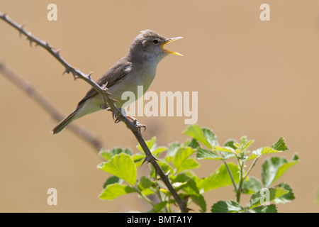 Eastern Olivaceous Warbler (Hippolais pallida) singing, Lesvos (Lesbos),Greece Stock Photo