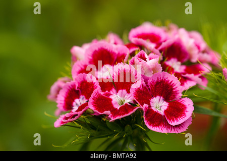 Sweet Williams, Dianthus barbatus, in flower in late spring Stock Photo