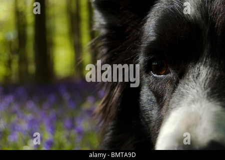 portrait of border collie in bluebells Stock Photo