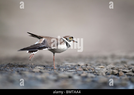 Little-ringed plover, Charadrius dubius, single bird wing stretching by water, Bulgaria, May 2010 Stock Photo