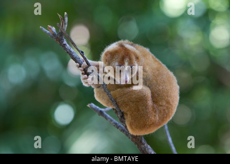 Male Bornean Slow Loris Nycticebus menagensis resting on branch, Borneo, Sabah, Malaysia. Stock Photo