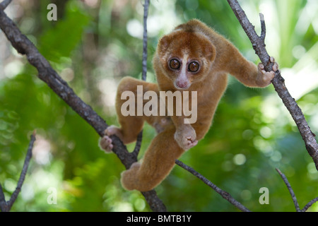 Male Bornean Slow Loris Nycticebus menagensis resting on branch, Borneo, Sabah, Malaysia. Stock Photo