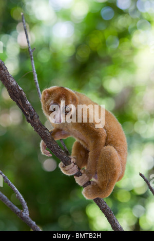 Male Bornean Slow Loris Nycticebus menagensis resting on branch, Borneo, Sabah, Malaysia. Stock Photo