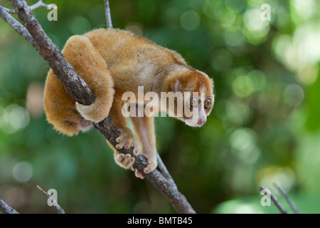 Male Bornean Slow Loris Nycticebus menagensis resting on branch, Borneo, Sabah, Malaysia. Stock Photo