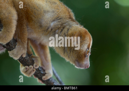 Male Bornean Slow Loris Nycticebus menagensis resting on branch, Borneo, Sabah, Malaysia. Stock Photo