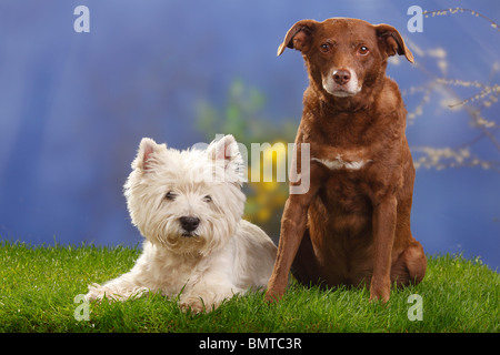 Mixed Breed Dog, 10 years old, and West Highland White Terrier, 12 years old / Westie Stock Photo