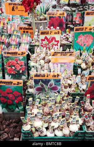 Flower Shop Amsterdam Stock Photo