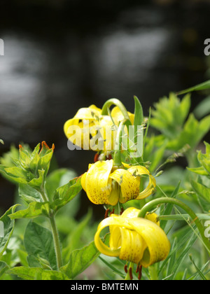 Lilium pyrenaicum,common name pyrenean lily,taken side of river bawny in foel wales,reflection of river in background. Stock Photo
