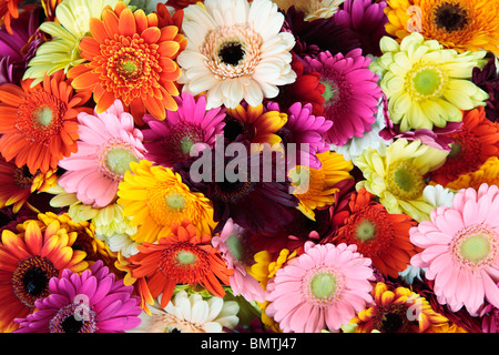 Mixed Gerbera Flowers Stock Photo