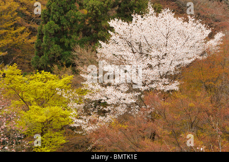 Cherry Blossom in the precinct of Kiyomizu Dera Temple, Kyoto JP