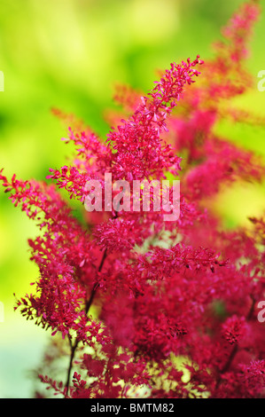 Astilbe Japonica Europa Stock Photo