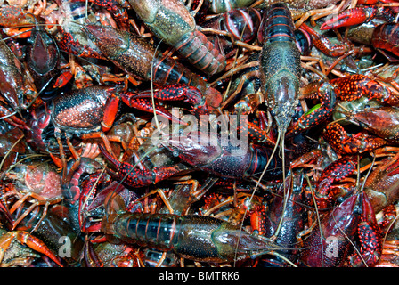 Big collection of live Louisiana crawfish (Cambaridae) ready for boiling Stock Photo