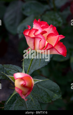 Roses, flowers, hobbies, gardening, green, nature Stock Photo