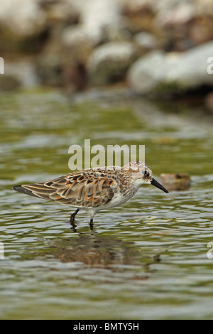 Little Stint (Calidris minuta) Stock Photo