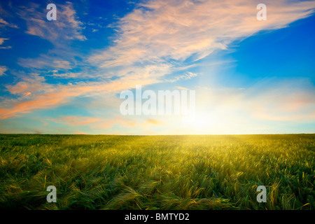 SUNSET OVER WHEAT FIELD Stock Photo