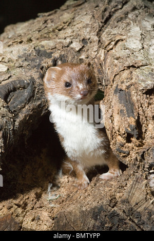 Weasel (Mustela nivalis). Sudden appearance. Adult appearing from hole beneath base of a tree trunk bowl. Stock Photo