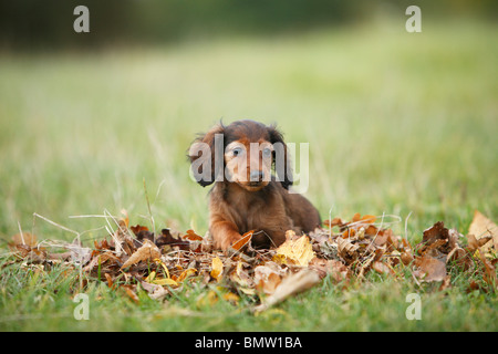 Long-haired Dachshund, Long-haired sausage dog, domestic dog (Canis lupus f. familiaris), puppy sitting in a autumn leaves, Ger Stock Photo