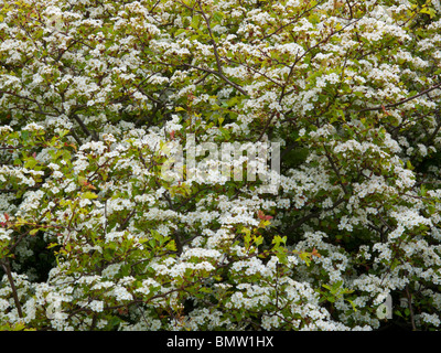 Hawthorne in blossom on coastal path near Scarborough Stock Photo