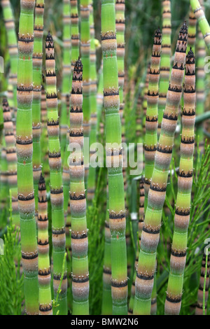 Rough Horsetail Equisetum hyemale Taken at Ness Botanical Gardens, Wirral, UK Stock Photo