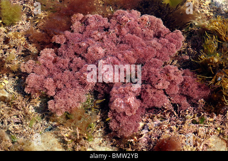Red seaweed (Jania rubens) in a rockpool, UK Stock Photo